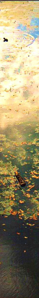 Lily pond with coots.jpg (170825 bytes)