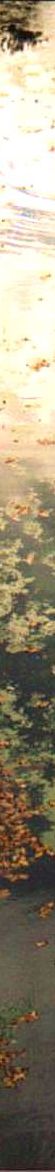 Lily pond with coots1.jpg (54023 bytes)