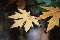 leaf.jpg (1877 bytes)