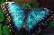 morpho.jpg (1962 bytes)