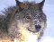 wolf.jpg (1791 bytes)