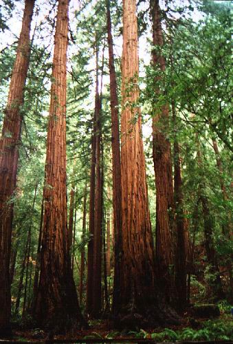 redwoods.jpg (83408 bytes)